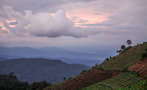 Scenic view of field against sky during sunset