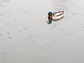 High angle view of duck swimming on lake