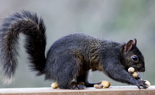 Close-up of squirrel holding peanuts on wooden plank