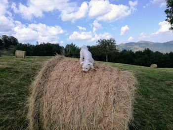 Hay bales in a field