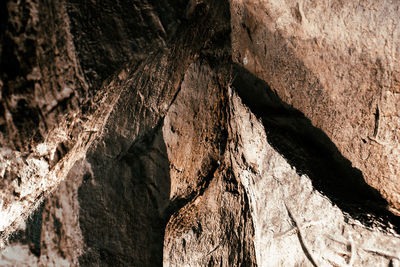 Full frame shot of tree trunk