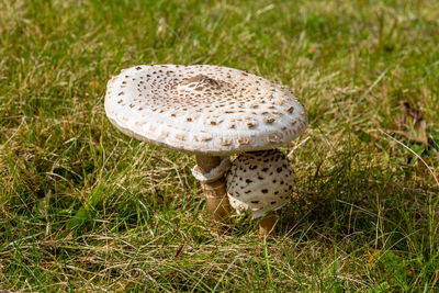Close-up of small and big parasol mushroom on a green meadow nearby menzenschwand, black forest