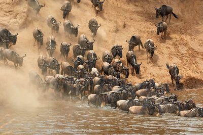 Wildebeest crossing the mara river during the annual great migration.