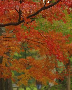 Low angle view of maple leaves on tree during autumn