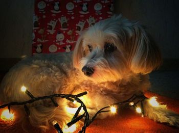 Close-up of dog at home