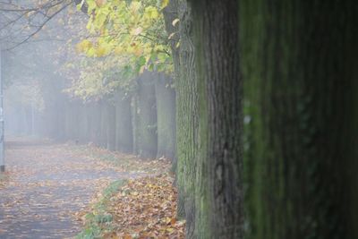 Trees in forest