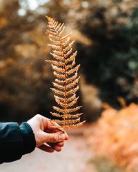 Cropped hand holding plant