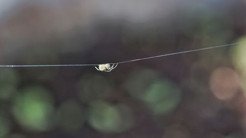 Close-up of spider  hanging against sky