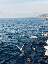 Birds swimming in sea