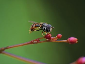 insect