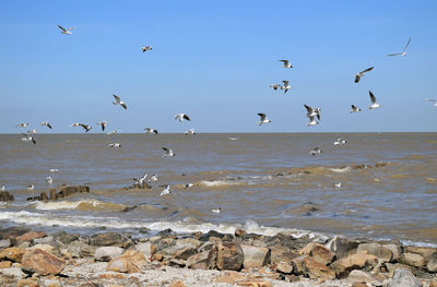 Birds flying over sea against sky