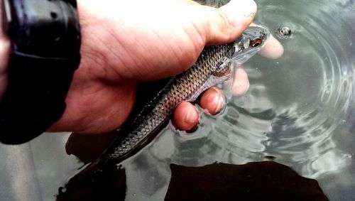 Cropped hand holding water