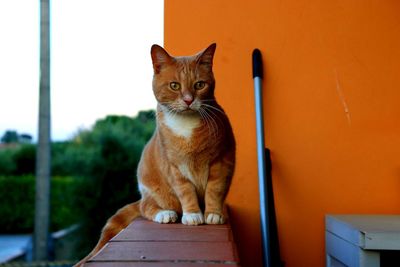 Portrait of cat sitting