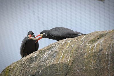 Bird perching on rock