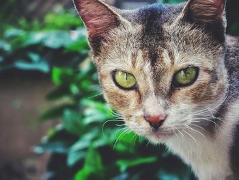 Close-up portrait of cat