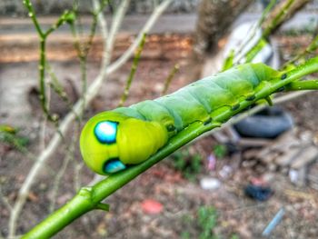 Close-up of green leaf on land