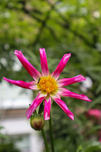 Close-up of pink flower