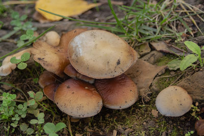 High angle view of mushrooms growing on field