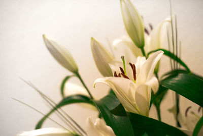 Close-up of white lily