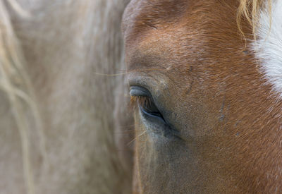 Thoughtful horse eye portrait.