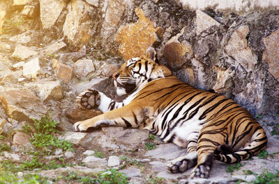 Cat relaxing on rock in zoo