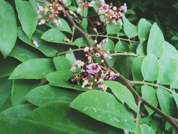 Close-up of flowers blooming outdoors