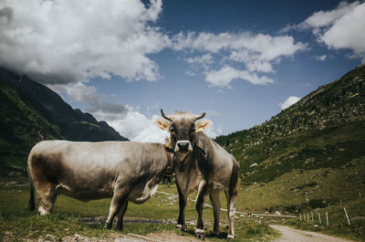 Portrait of cow standing on field against sky