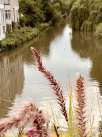 Close-up of grass by lake