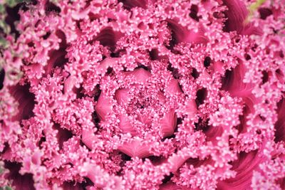 Close-up of pink roses