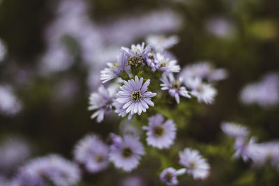 Close-up of purple flowering plant