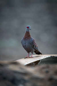 Speckled pigeon stands staring by water trough