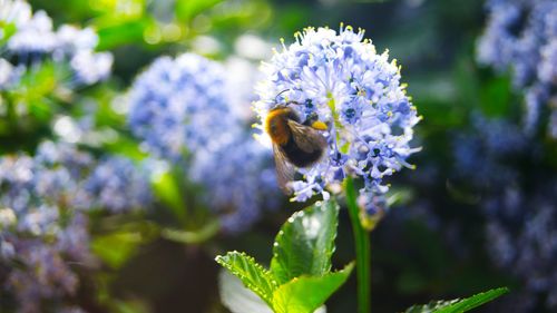 Close-up of bee pollinating flower