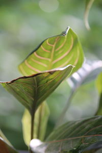 Close-up of green leaves on plant