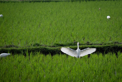 Bird flying over a field