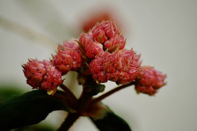 Close-up of red flowering plant