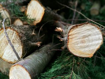 Close-up of logs