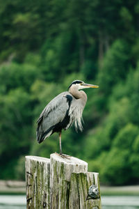 Profile closeup portrait of a great blue heron on a log piling