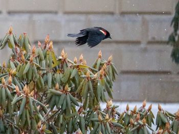 Bird on plant against trees