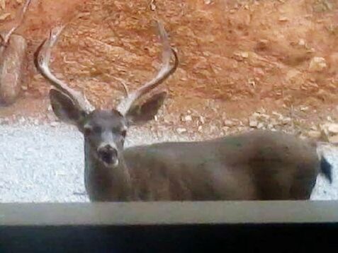 DEER IN FOREST