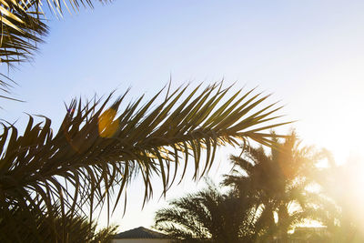 Low angle view of palm trees against clear sky