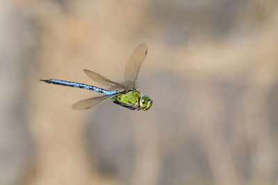 Close-up of insect