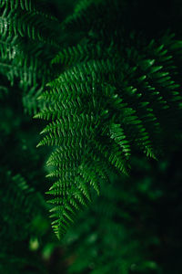 Close-up of palm tree