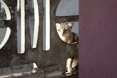 Portrait of cat sitting outdoors