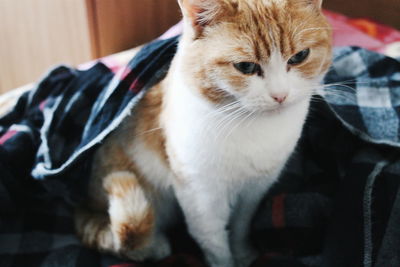 Close-up of cat