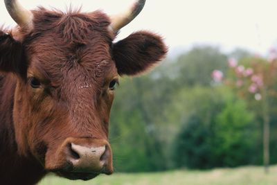 Portrait of cow on field