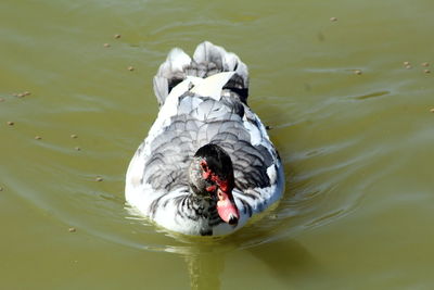 High angle view of duck swimming in lake