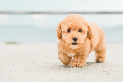 Brown puppy fluffy poodle on the beach