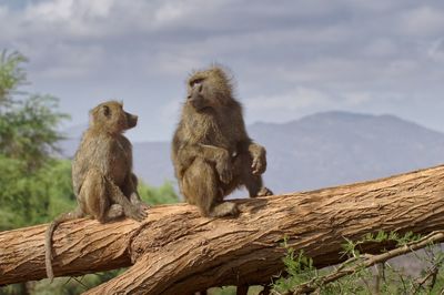 Monkeys sitting on tree