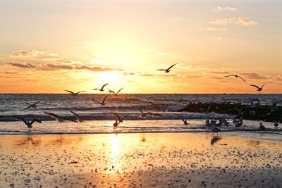 Seagulls flying over beach against sky during sunset