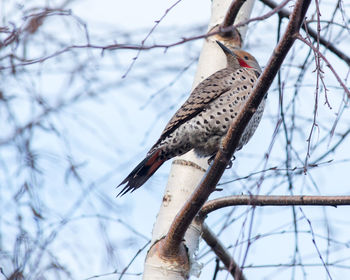 Low angle view of bird perching on bare tree